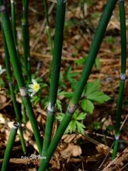 Skavgras kan brukast til mangt