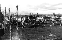 Samling av reinsdyrflokk i gjerde. Suolovubme 1967.