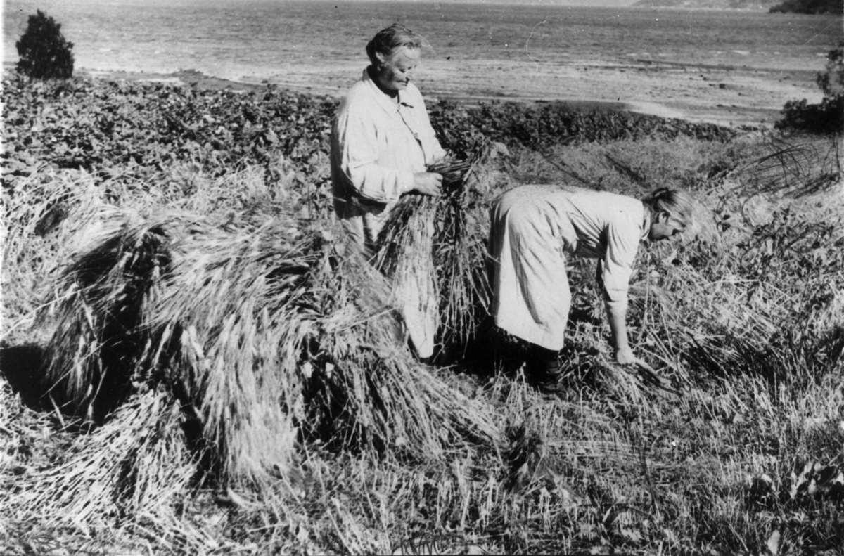 Skurdonn, Hilda Arntsen og Petrine Movik høster korn i Kines i Sørfold, Nordland, ca. 1930.