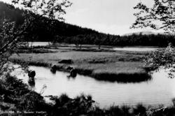 Avfotografert postkort. Kyr som beiter og bader på Vestfjell