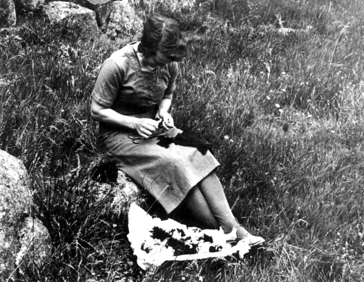 Maria Høydal plukker ullfiller til stamping, Fjotland, Kvinesdal, Vest-Agder 1941.