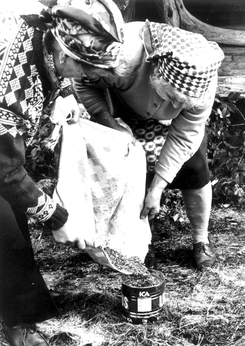 To kvinner demonstrerer rasping av linfrø. Harstadsetra gård 1975, Vestmarka, Eidskog, Hedmark.