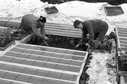 Serie. Vårarbeide på Parkvesentes gartnerier på Sogn, Oslo. 