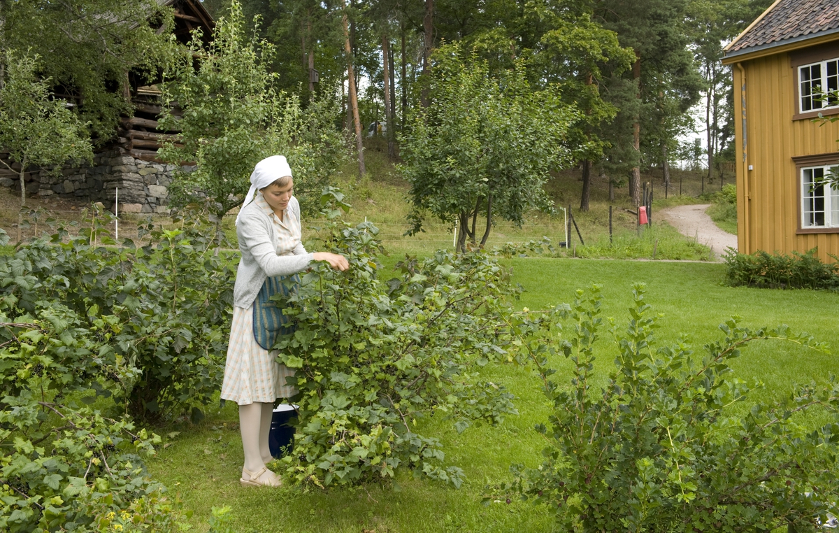 Plukking av bær i hagen på Stiklestad. Trøndelagstunet, Norsk Folkemuseum.