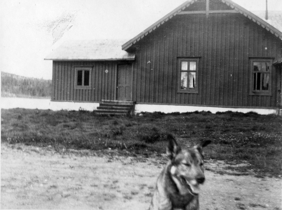 Hund foran hus. Fra bildeserie tatt på reise langs kysten av Norge i 1926.