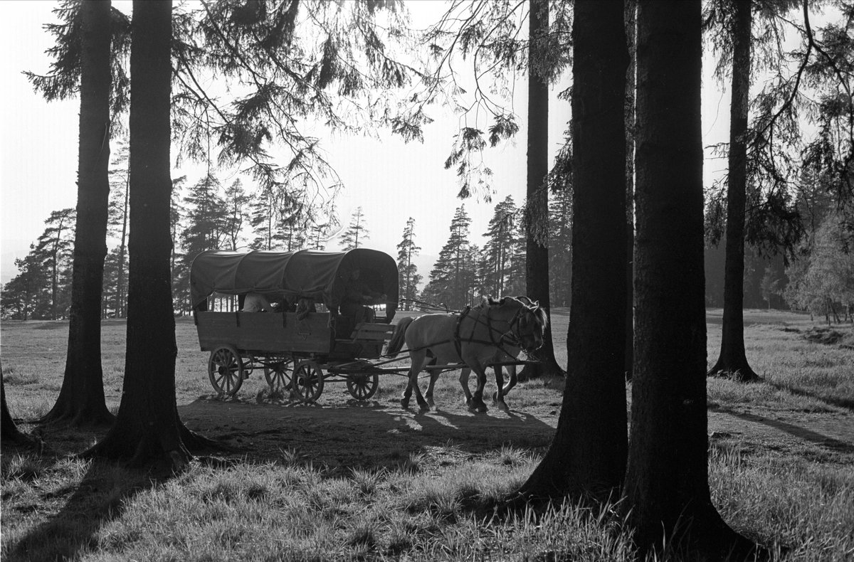 Fra Oslo, Ekeberg, juni 1962. Vogn trekkes av to fjordinger i skogen på Ballsletta.