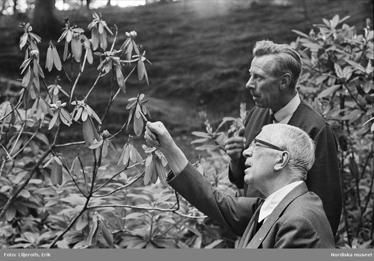 Kung Gustav VI Adolf med studerar Rhododendron med sin trädgårdsmästare på Sofiero. 
