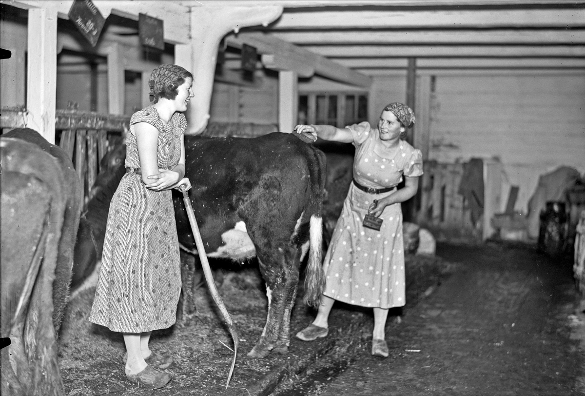 Två kvinnor med kor i ladugård. Kvinnan till vänster lutar sig mot en grep. Majken Olsson till höger, ryktar en ko, Alsike socken, Uppland