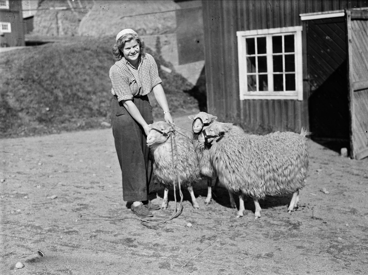 Kvinna med får 1946