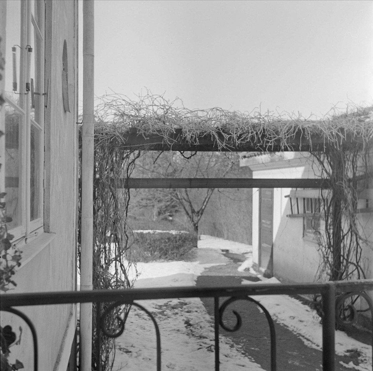 Läkaren Olof Bratts villa och trädgård i Uppsala 1949