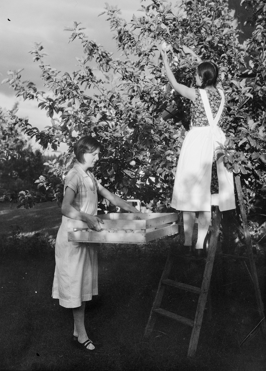 Kvinnor skördar äpplen, Fackskolan, Brogård, Tensta socken, Uppland