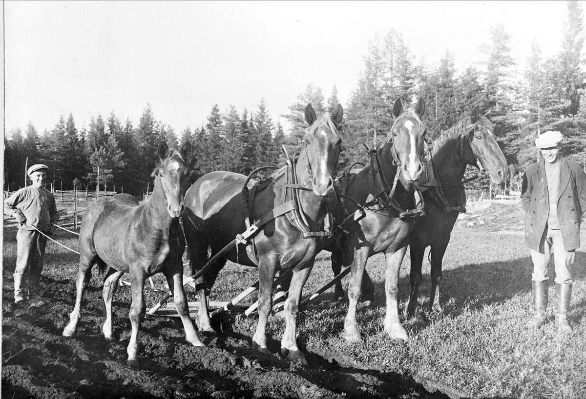 Plöjning med tre hästar på Kydingeholm, Alunda socken, Uppland, 1930-tal