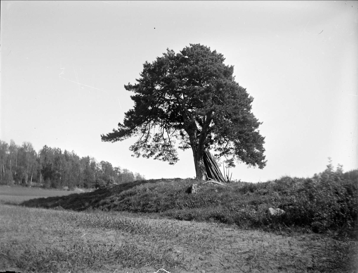 Tall, Almunge socken, Uppland juni 1924