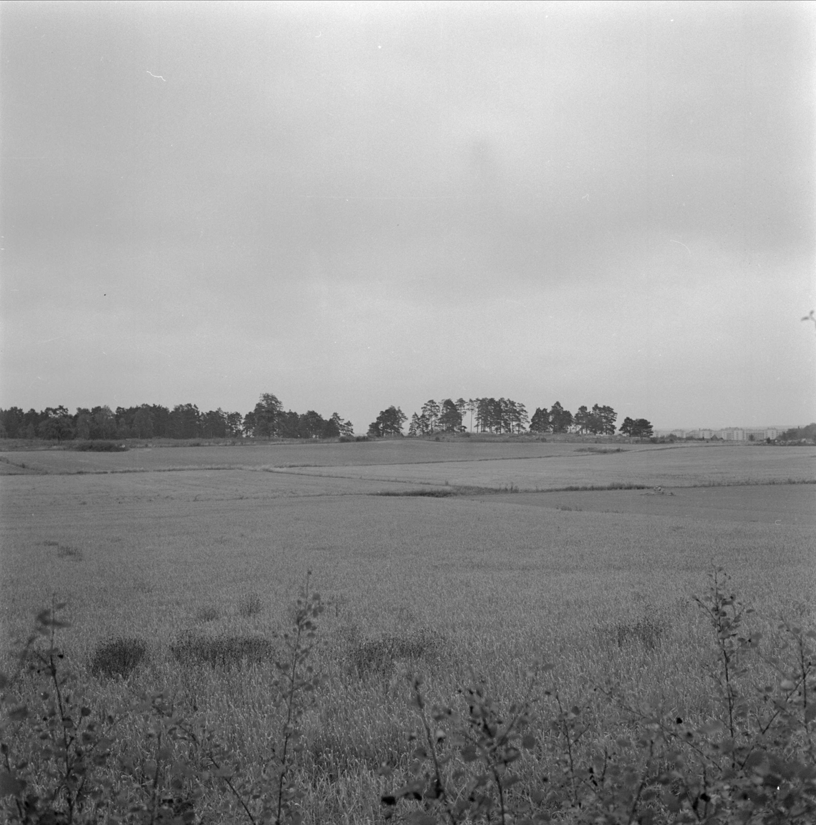 Vy över mark för nya kyrkogårdsområdet, Berthåga, Uppsala oktober 1955