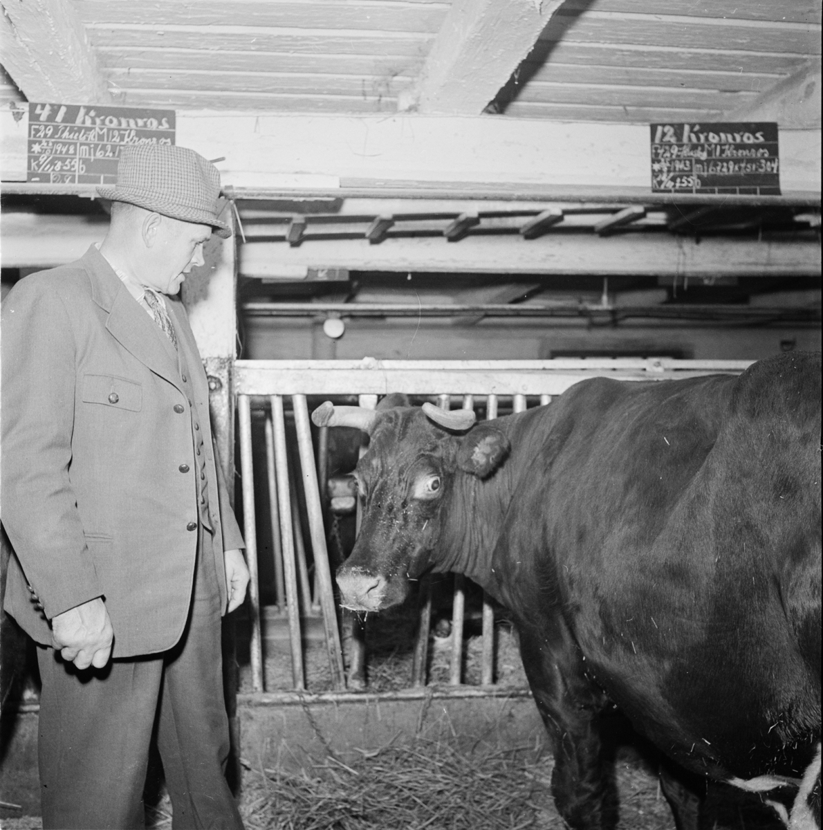 Ko i bås, Thils Norrgården Hjälsta, Uppland december 1955