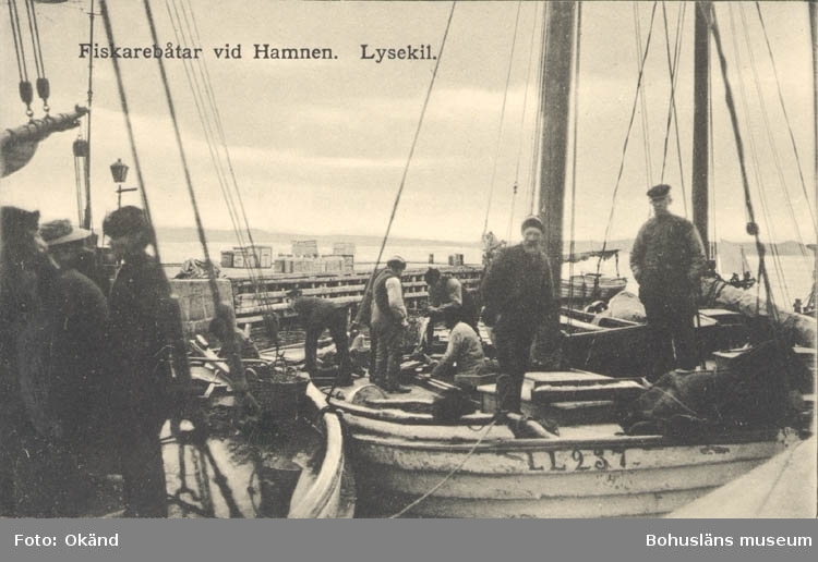 Tryckt text på kortet: "Fiskarbåtar vid Hamnen. Lysekil".
"WEGA CARLSSON, CIGARRAFFÄR".