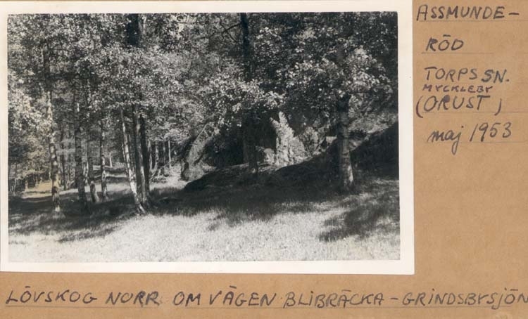 Noterat på kortet: "Assmunderöd. Torps Sn. Myckleby (Orust)."
"Lövskog norr om vägen Blibräcka - Grindsbysjön."
"Maj 53."