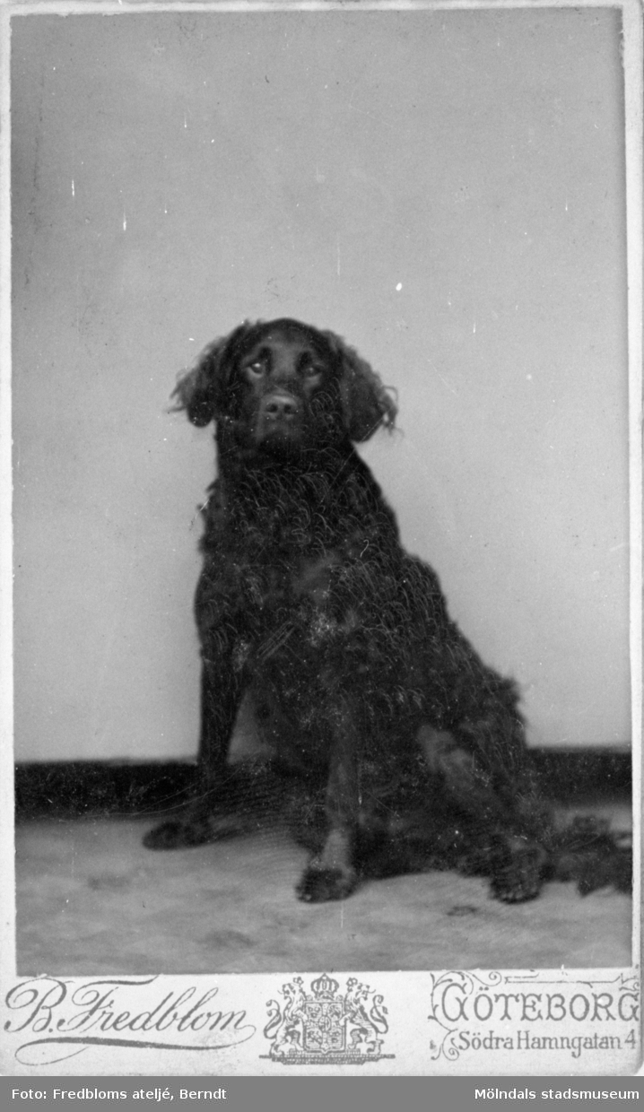 Valdeborg Johanssons (1891 - 1970) hund Donne, okänt årtal. Ur Josefina Erikssons fotoalbum.