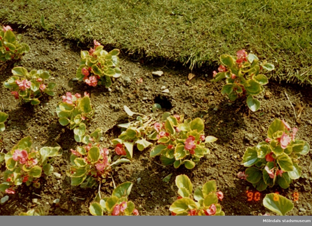 Plantor i en blomsterrabatt. Gunnebo slott, juni 1990.