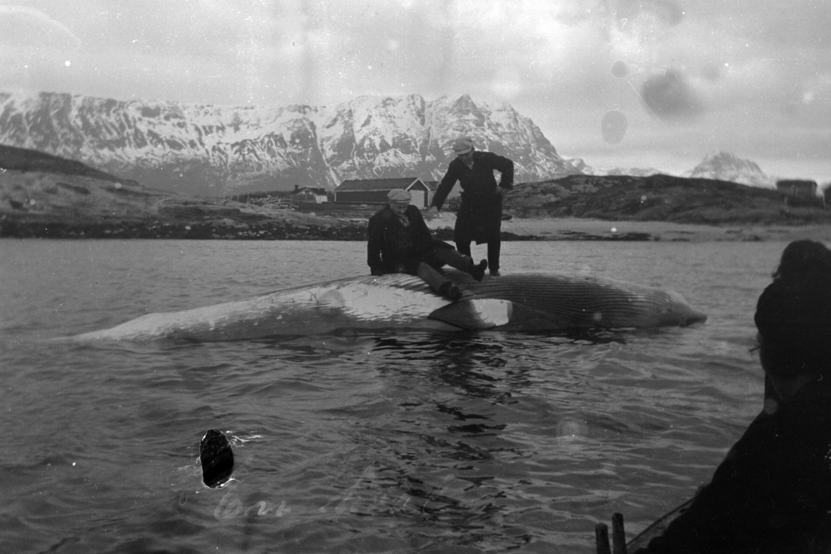 To menn på en død hval i fjæra. Fjell i bakgrunnen.