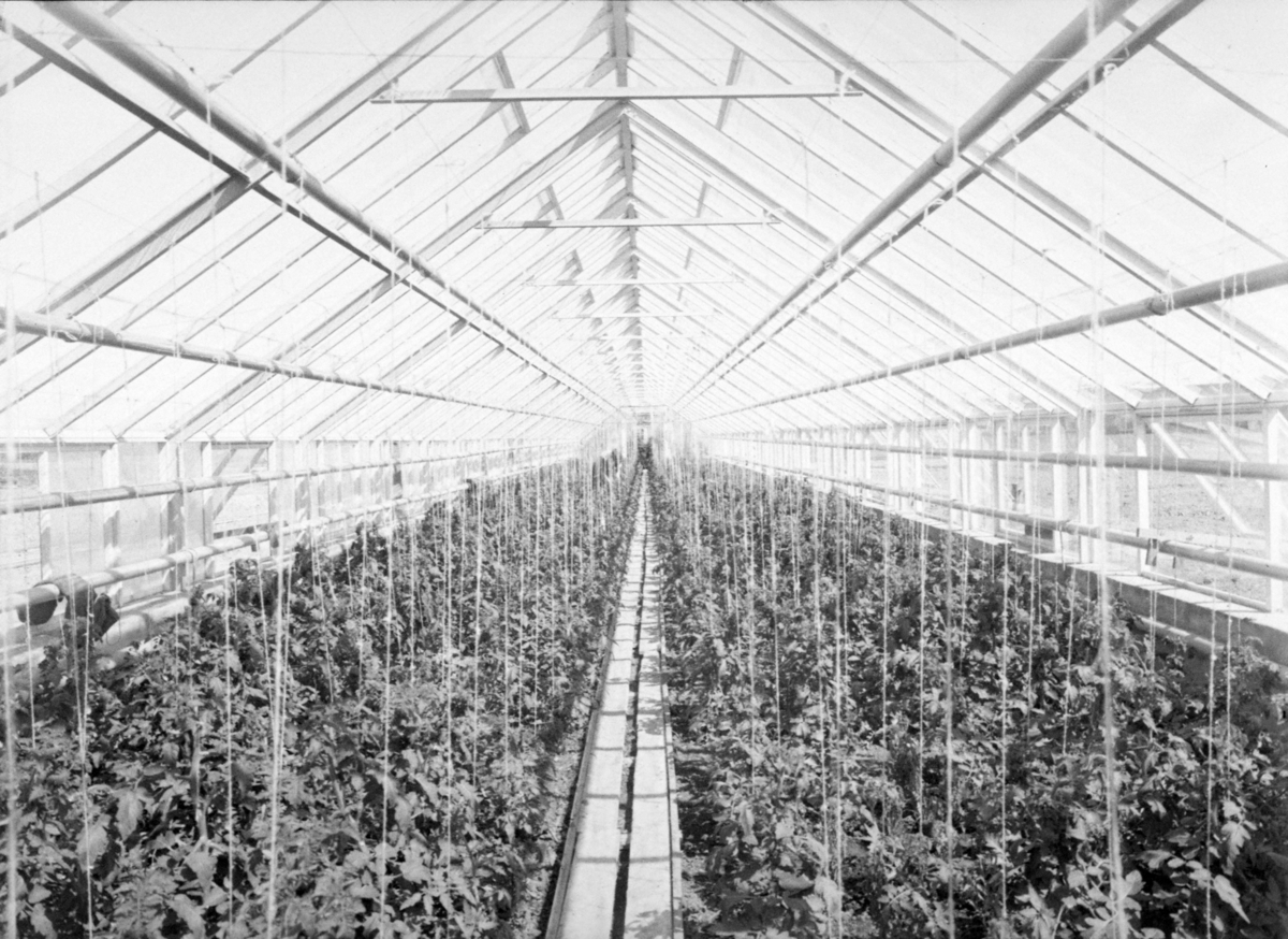 Tomb jordbruksskole. Interiørbilde fra drivhus med dyrking av tomatplanter.