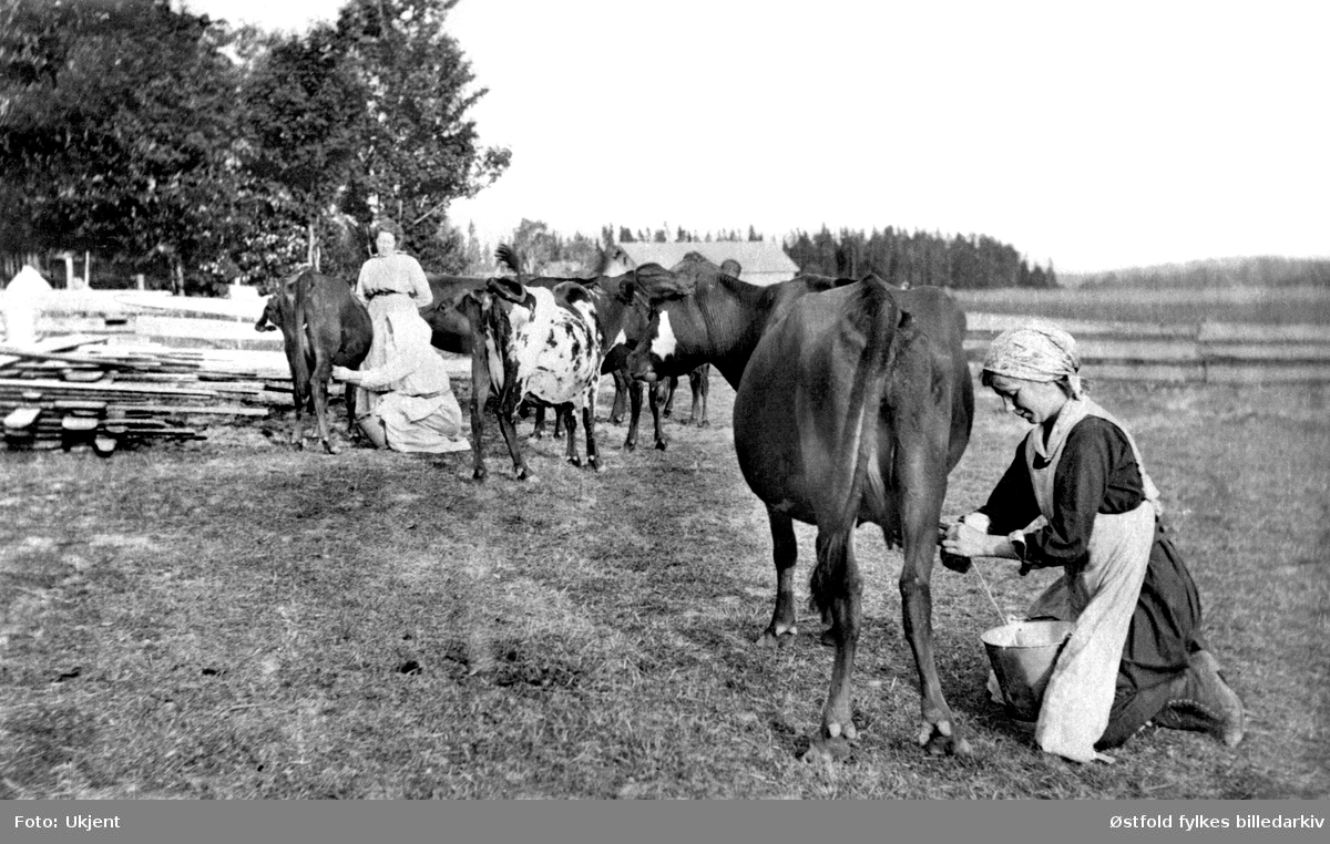 Melking av kyr, sommermelking i det fri, Grav, Rødenes, Marker i 1920-årene. Ingen navn på personene.