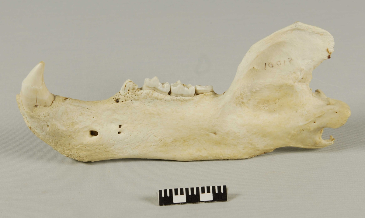 Isbjørnkranie i tre deler. Gulhvit i fargen. Deler av tennene mangler. Underkjeven har sprukket i framkant og er således delt i to deler.