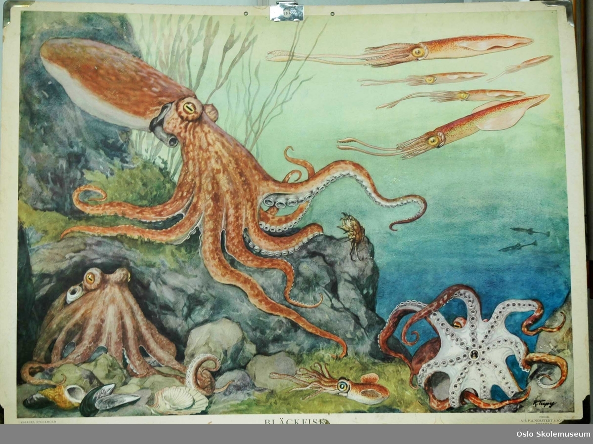 Havbunn med flere blekkspruter.