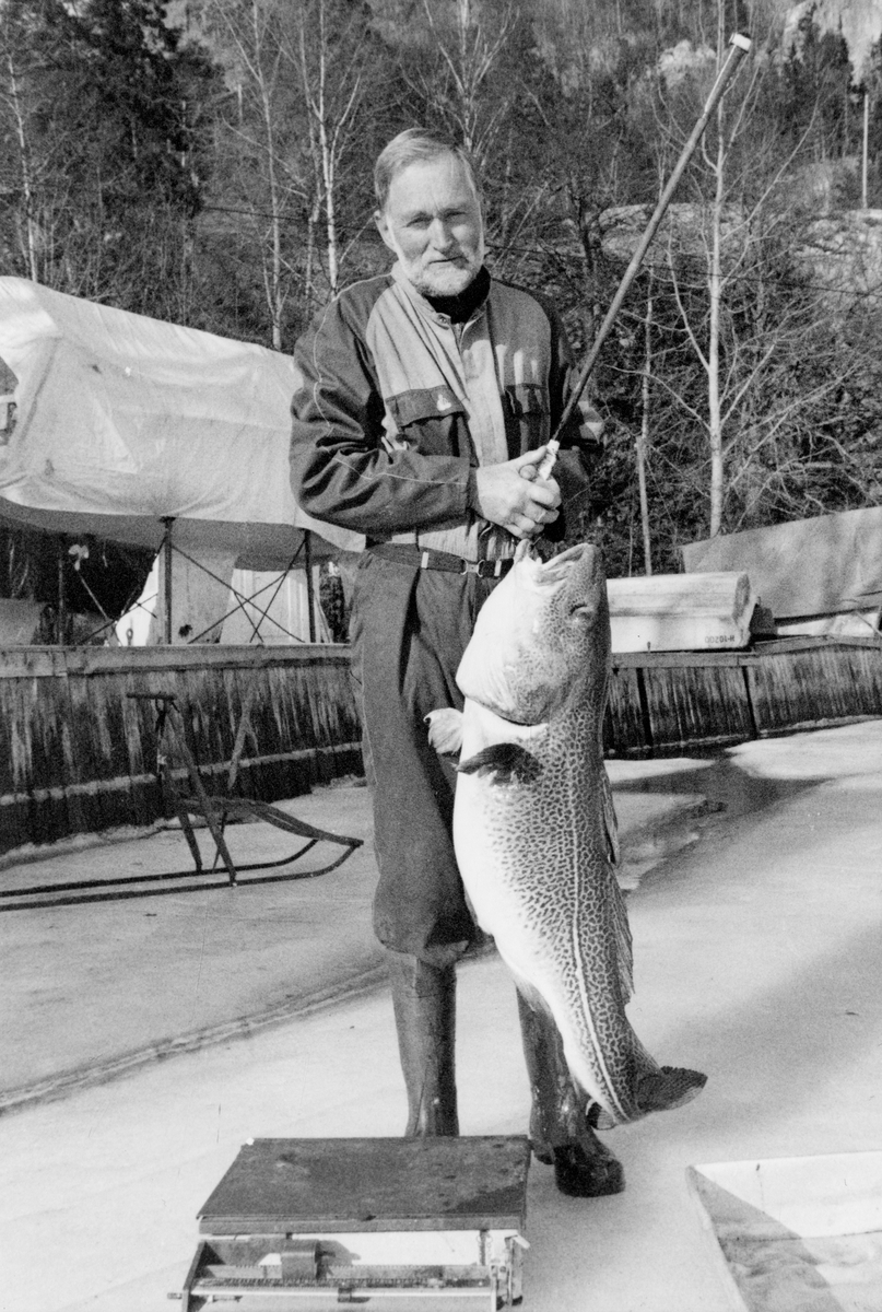 John Sunde fikk en torsk på 17,3 kilo ved Kil, 1997. - Telemark Museum ...