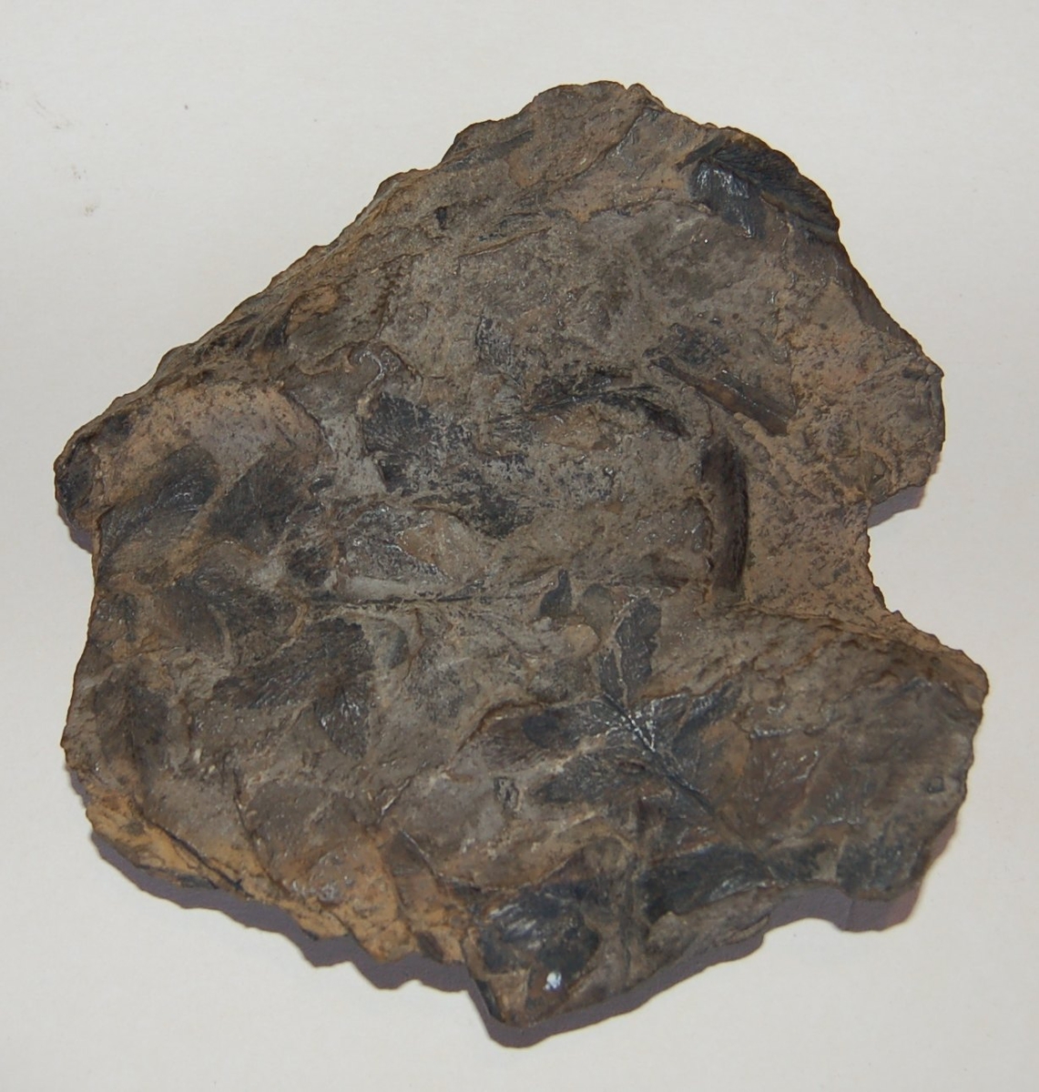 Steinavtrykk av fossil.