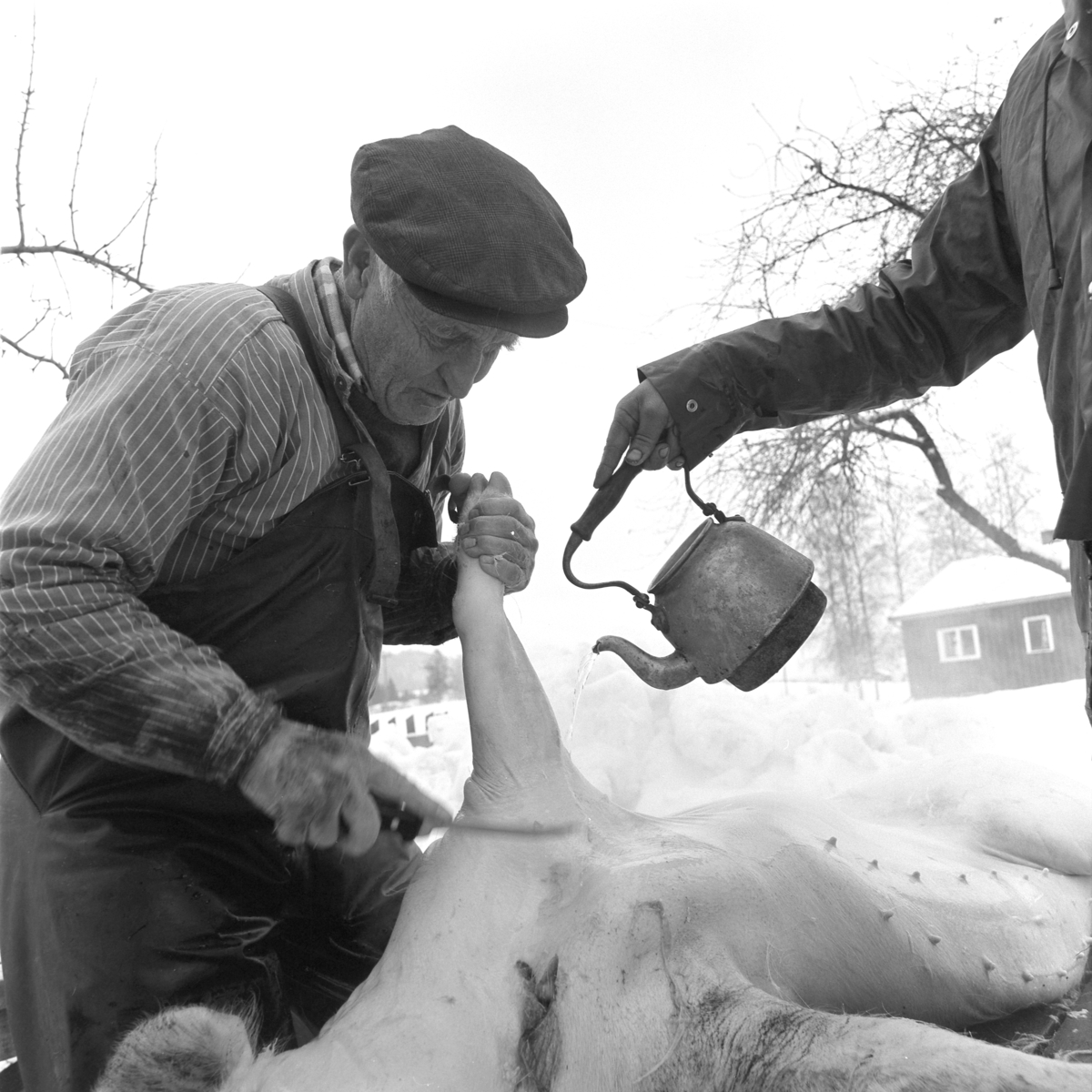 Dokumentasjon av griseslakting i 1977, på Lunde i Gaupen, Ringsaker. Bygdeslakter Johs. Rosenborg.