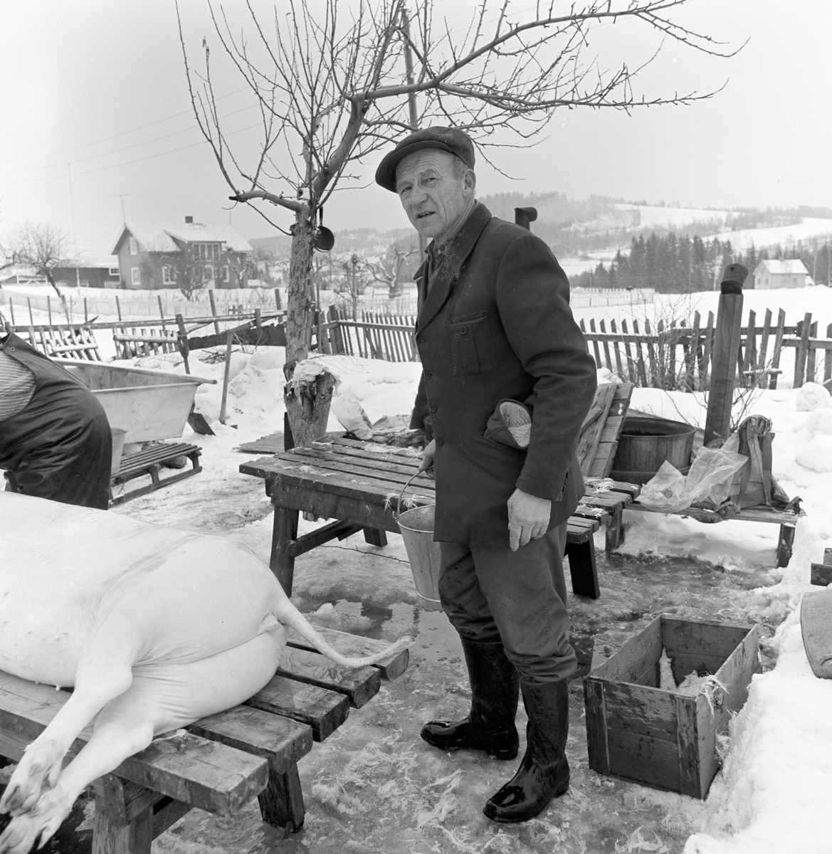 Dokumentasjon av griseslakting i 1977, på Lunde i Gaupen, Ringsaker. Bygdeslakter. Kaldt vann helles på for å kjøle ned grisen før oppdeling.