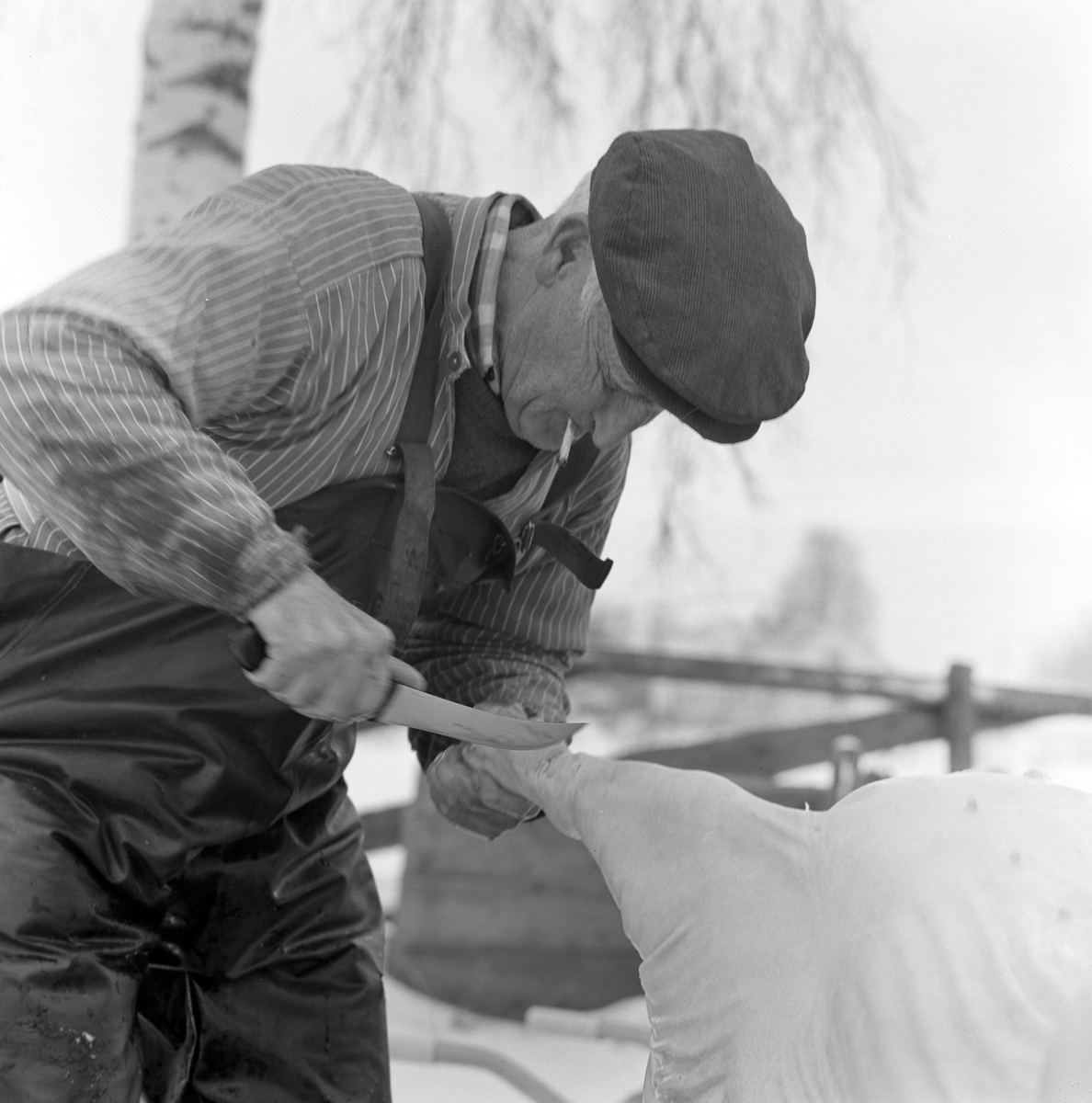 Dokumentasjon av griseslakting i 1977, på Lunde i Gaupen, Ringsaker. Bygdeslakter. Skjærer av syltelabbene. Bygdeslakter Johs. Rosenborg.