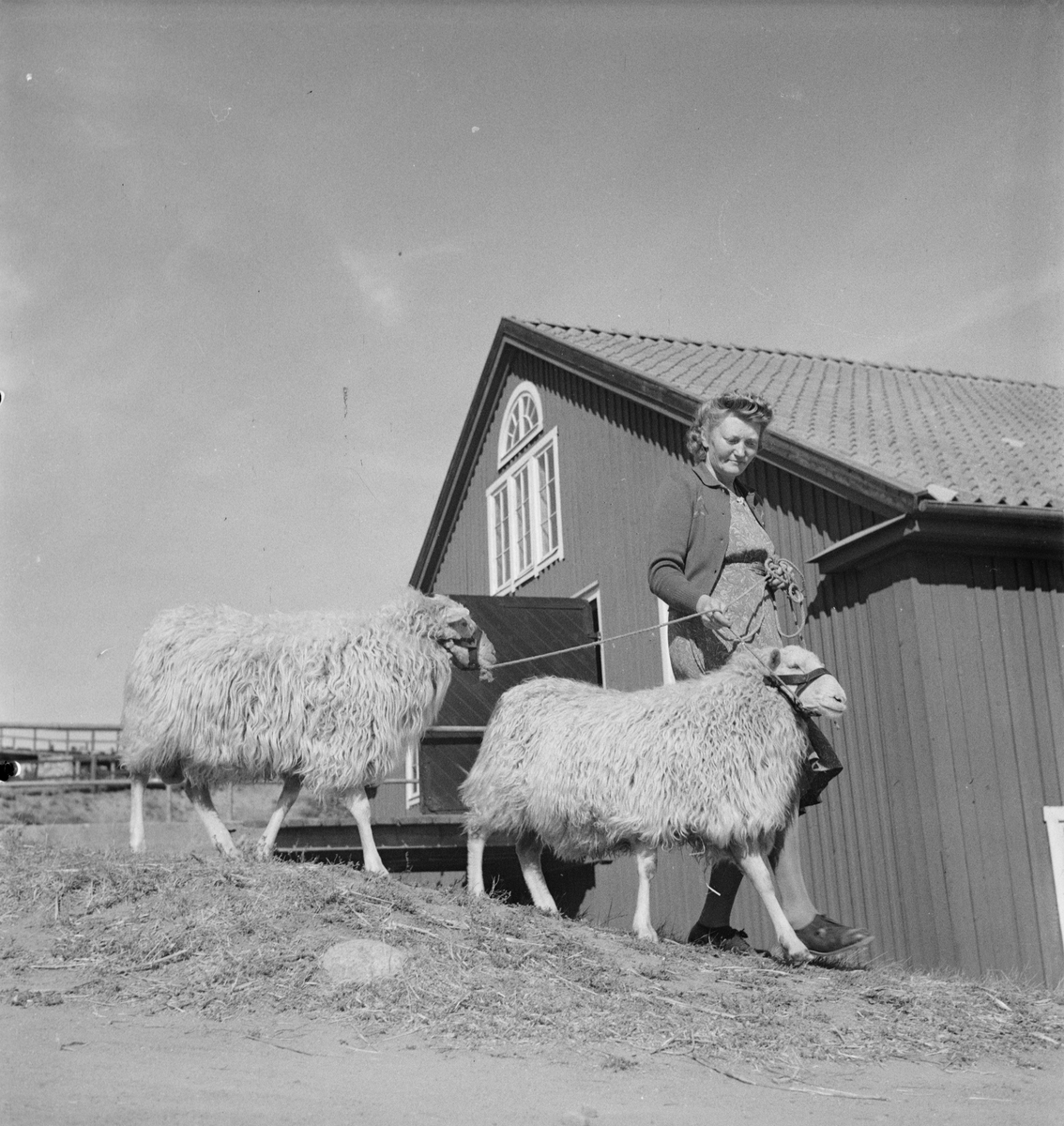 Premiering av baggar, Ultuna, Uppsala 1947