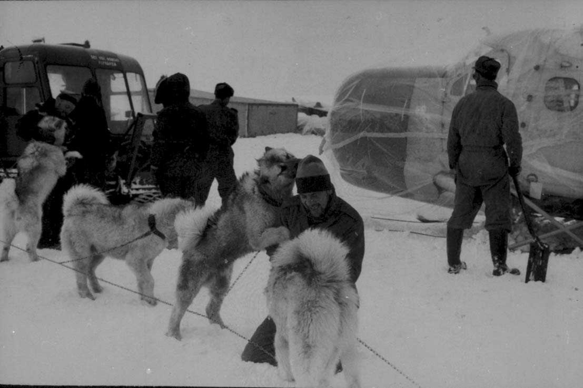 Hundespann. Flere personer, kjøretøy og ett fly, Otter, på isen.