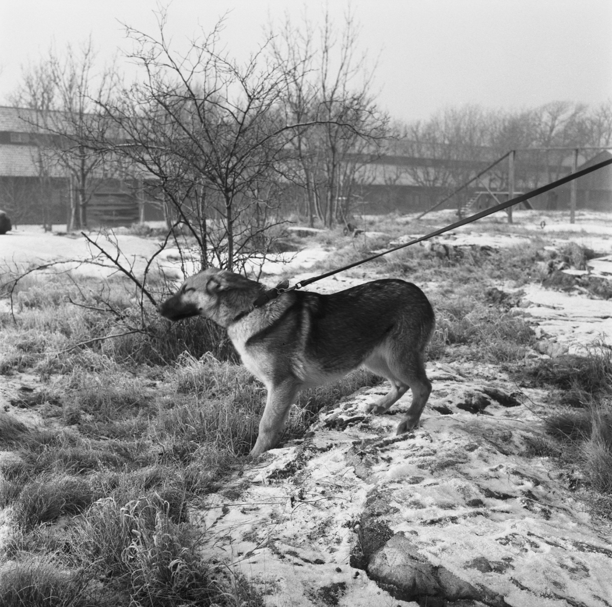 Polishund på Söderstjärna - Marinmuseum / DigitaltMuseum