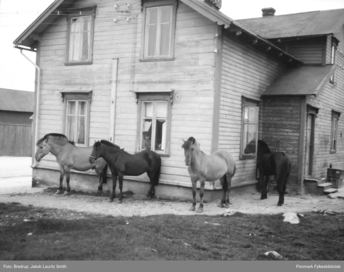 Bildet er tatt i Kaigata i Vardø.  Fire hester står utenfor, den ene stikker hodet inn gjennom vinduet.  I et annet vindu sitter ei lita jente og ser ut på hestene.