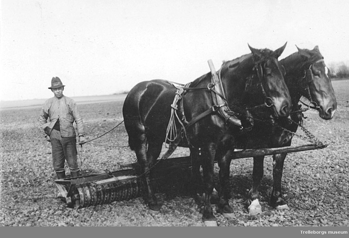 En lantbrukare bedriver jorden med sina två arbetshästar vid Hököpinge Sockerbruksgård, Oxie härad.