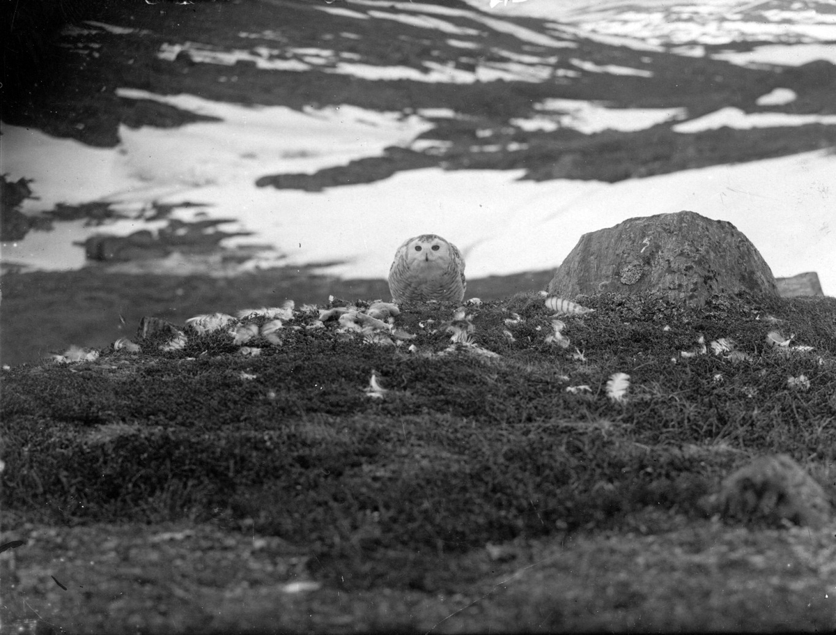 Fjälluggla, Nyctea scandiaca,  framför boet