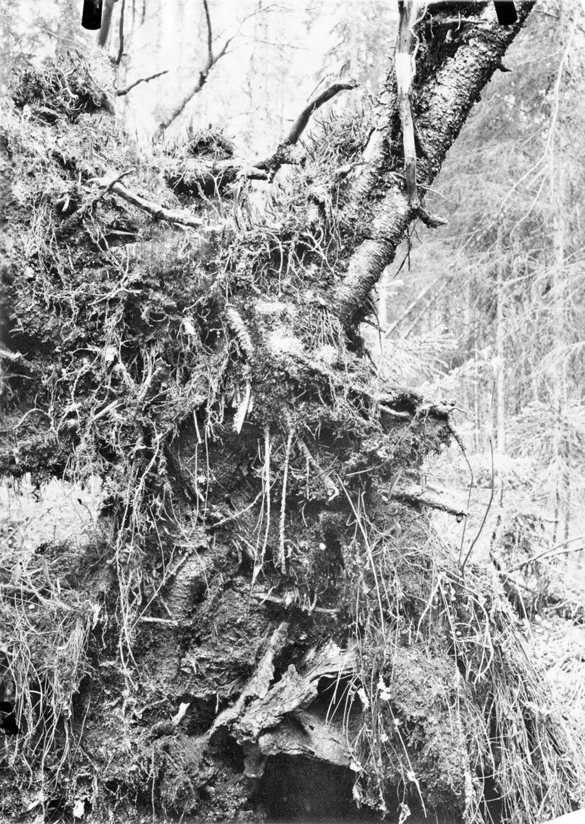 Bo av Gärdsmyg i en rotvälta av gran (i kanten av en öppen glänta i skogen utmed en bäck) Å Ovansjö kronopark Gästrikland. 17 maj 1914 (Fotografen har beskrivit på baksidan av bilden var någonstans boet finns)