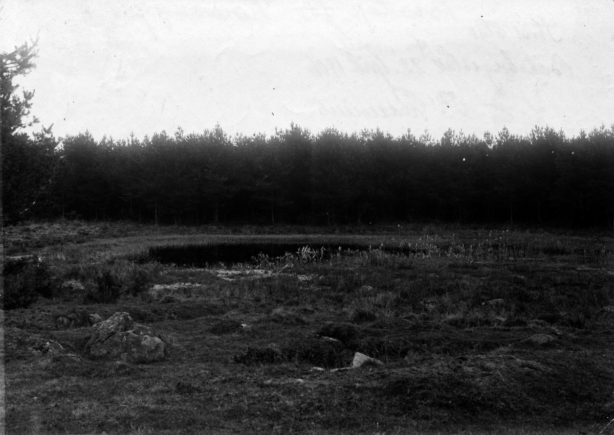 Biotop för hornuggla, strix otus. 22 april 1906.