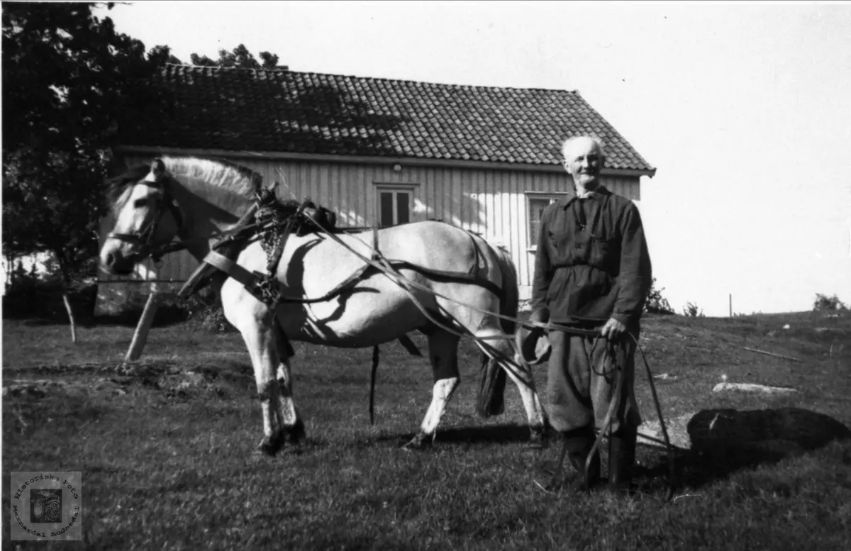 Nils Skaar med hest