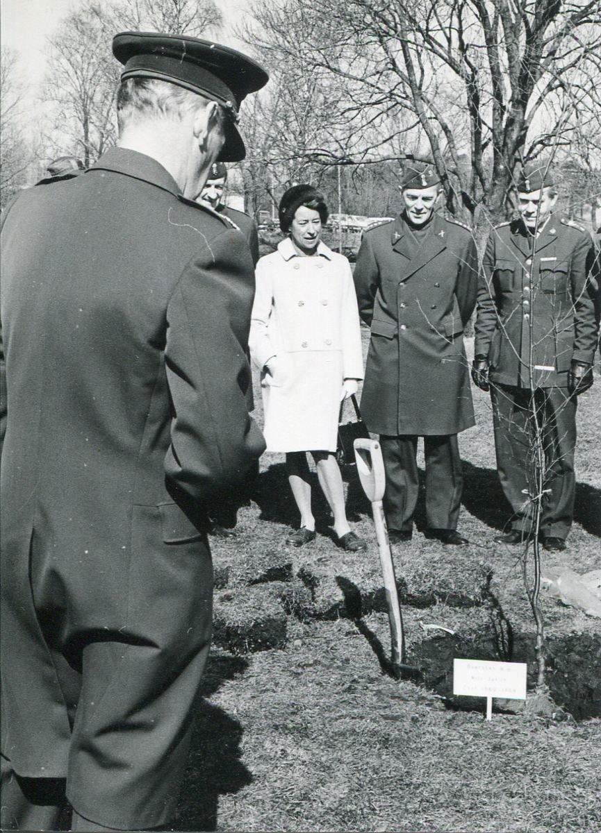 Bildserien visar avgående regementchefen, Nils Juhlin, plantera sitt vårdträd i Överstelunden 1968.

Överstinnan Juhlin, Karl Jönsson och Runo Ström.