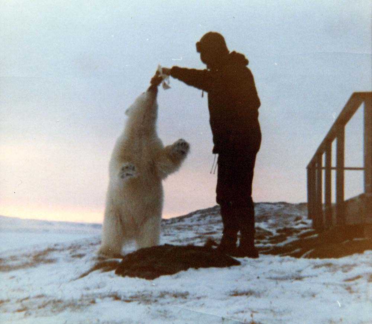 Landskap. En person og en isbjørnunge "slåss" om maten.
Ungen er ca 2 år gammel og ble kalt Esro1. Bildet tatt påska 1968.