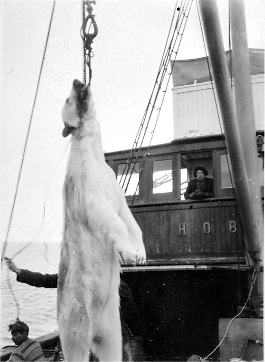 Ombord i fartøy, M/S Hobby - isbjørnfangst. 1 isbjørn er heist opp i bommen på fartøyet. 