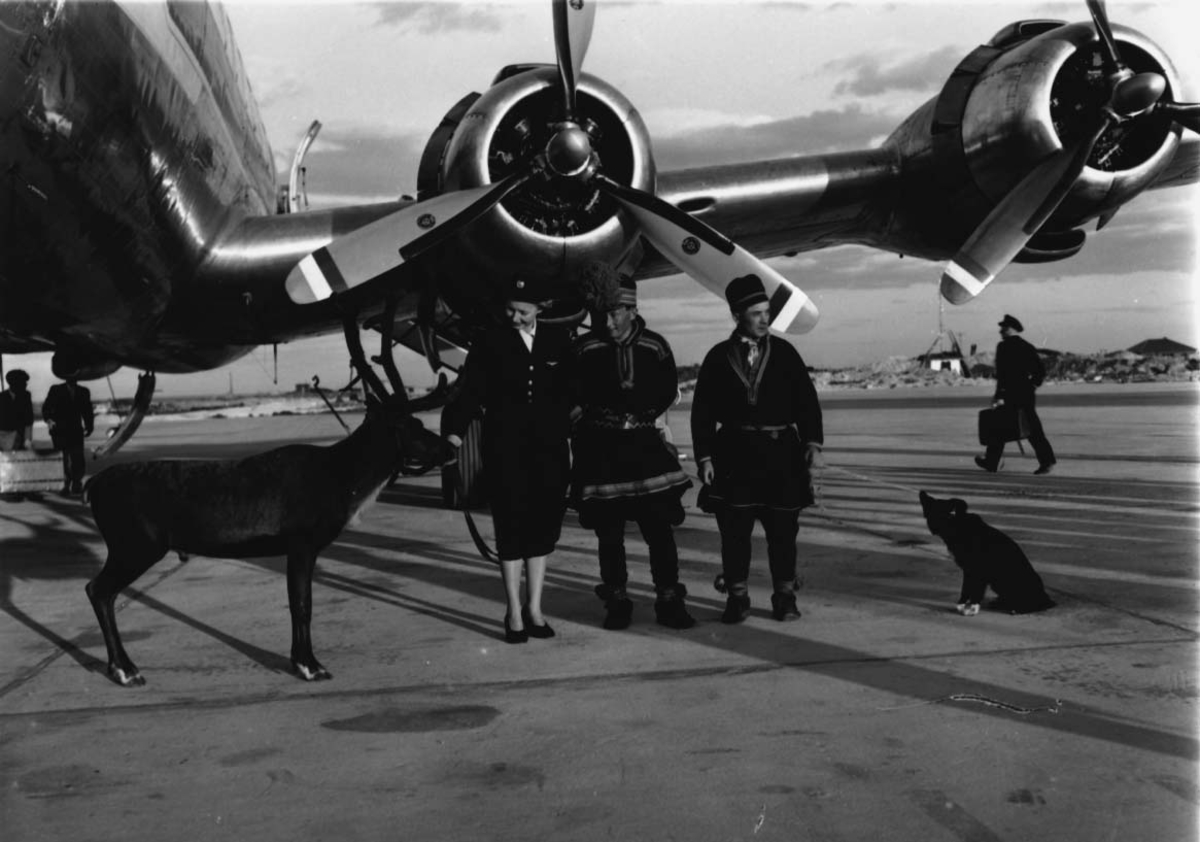 Lufthavn, 1 fly på bakken DC-6B, LN-LMF. 2 samer med hund og rein ved flyet + flyvertinne.