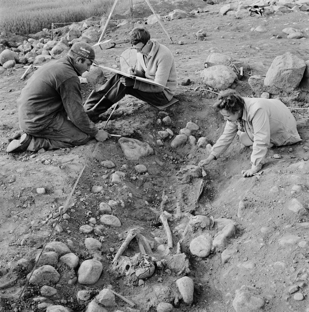 Arkeologiska utgrävningar - "2000-årigt skelett, storfynd i Gränby", Uppsala 1964
