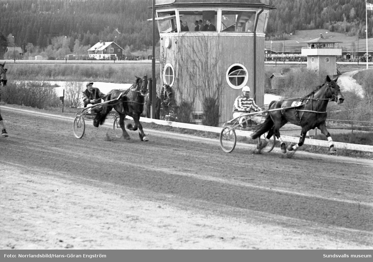 Nordsvenska travmästerskapen på Bergsåkers travbana 1962.