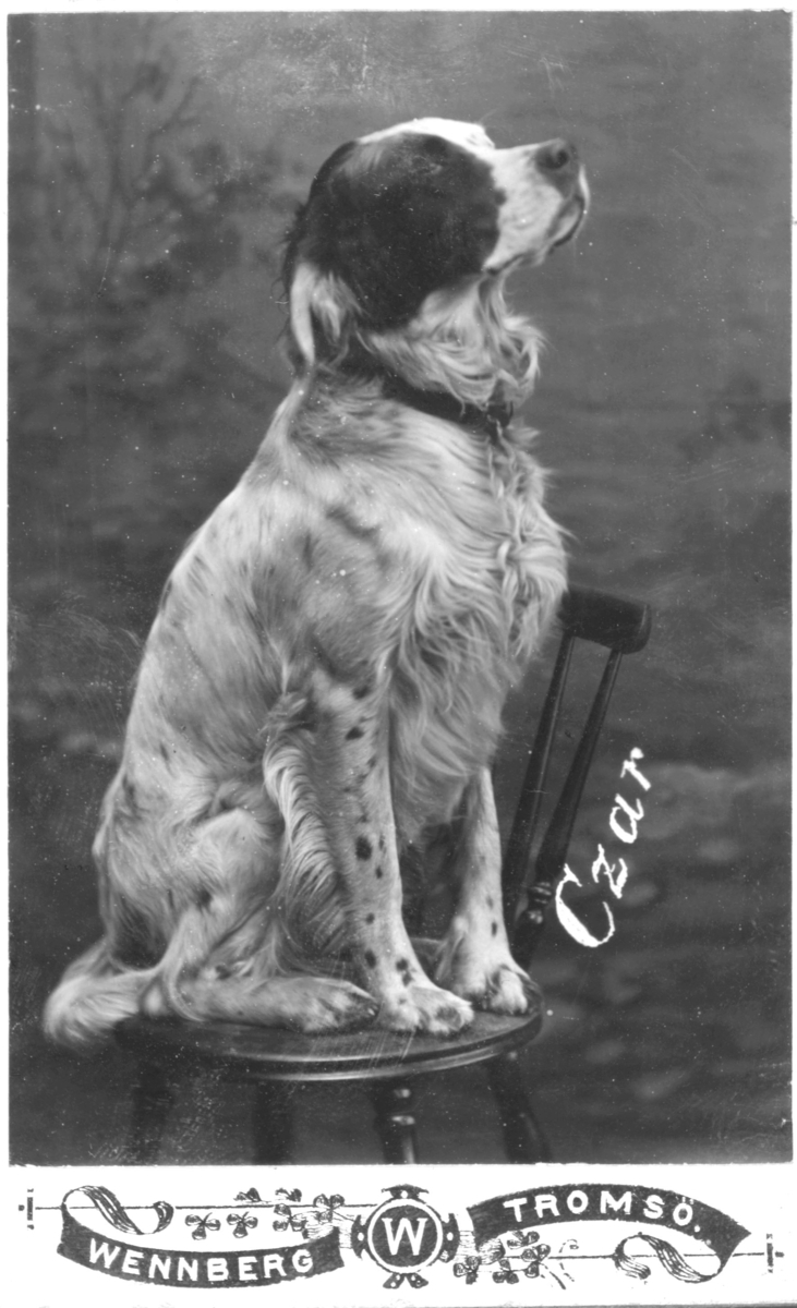 Portrett av en hund, muligens en engelsk setter ved navn "Czar." Hunden sitter på en stol og er fotografert i halvprofil mot en malt landskapsbakgrunn. Fotografert i fotostudio hos fotograf J. H. Wennberg en gang mellom periode 1898-1914. Han hadde sin fotostudio i Tromsø, men reiste på turné i Finnmarksdistriktene.
