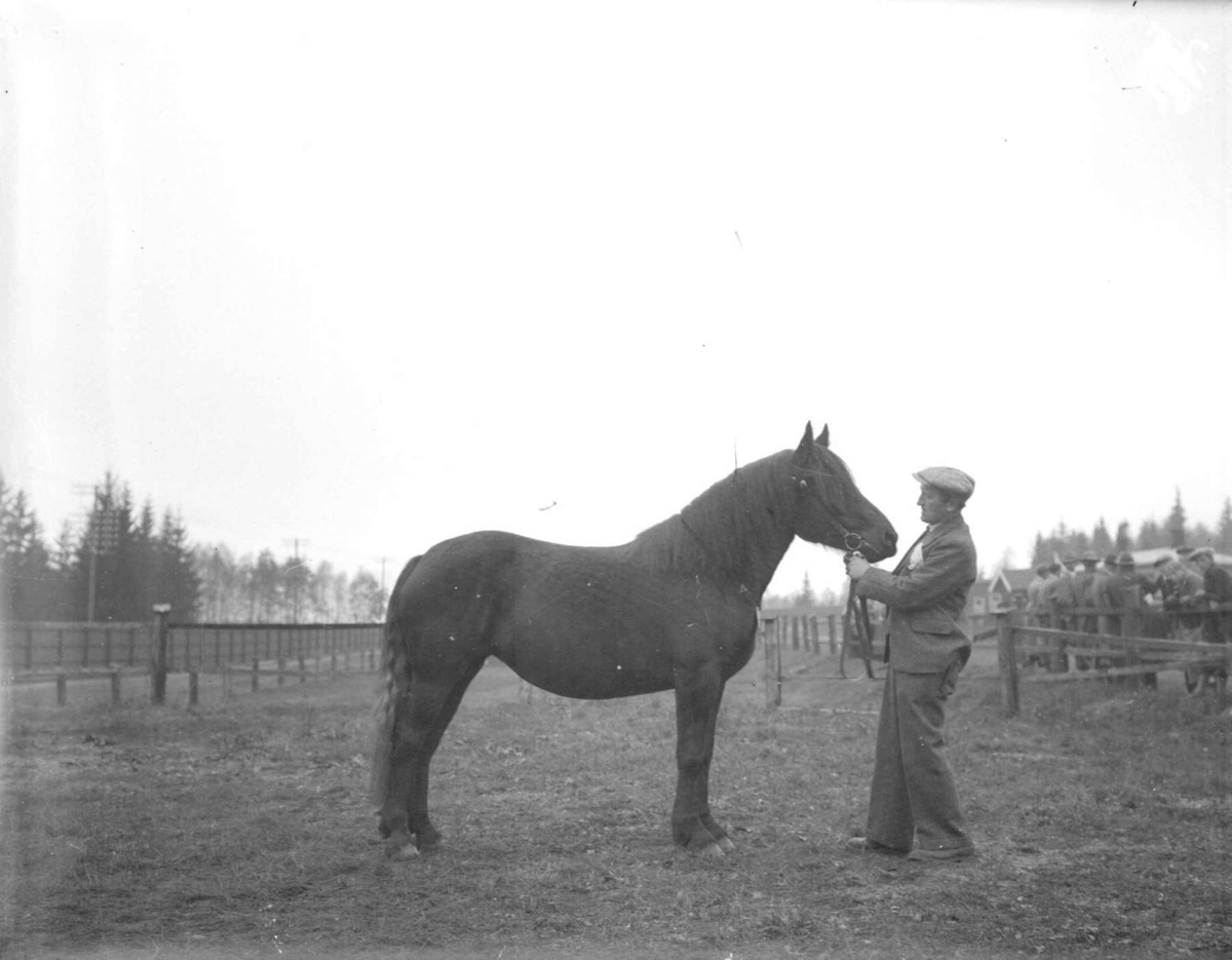 Hest. Hoppeutstilling 1958 på Stampesletta.